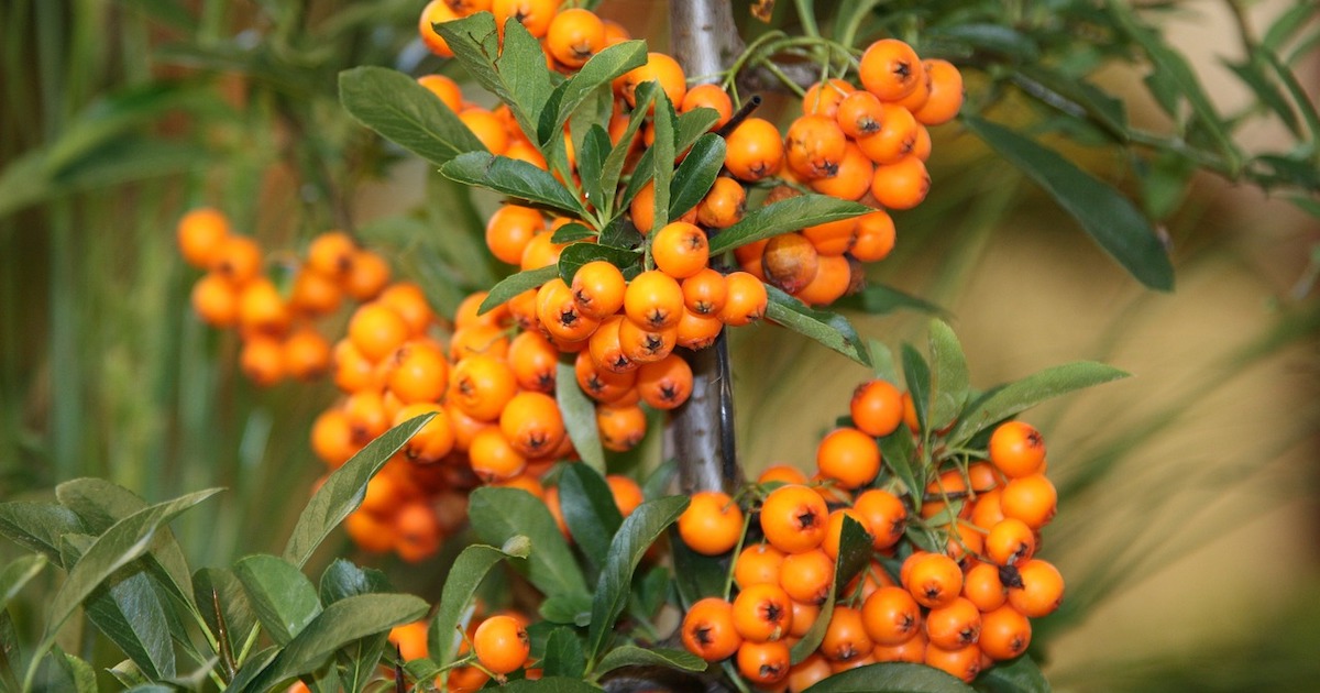 Sea buckthorn plant with orange berries and green leaves